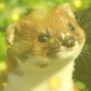 Meet your Posher, Cassidy